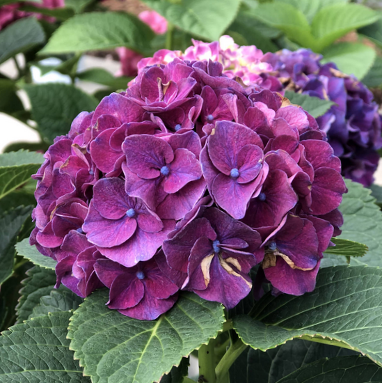 Wee Bit Grumpy® Bigleaf Hydrangea (Hydrangea macrophylla 'Wee Bit Grumpy') - 2 gallon -Ship Only