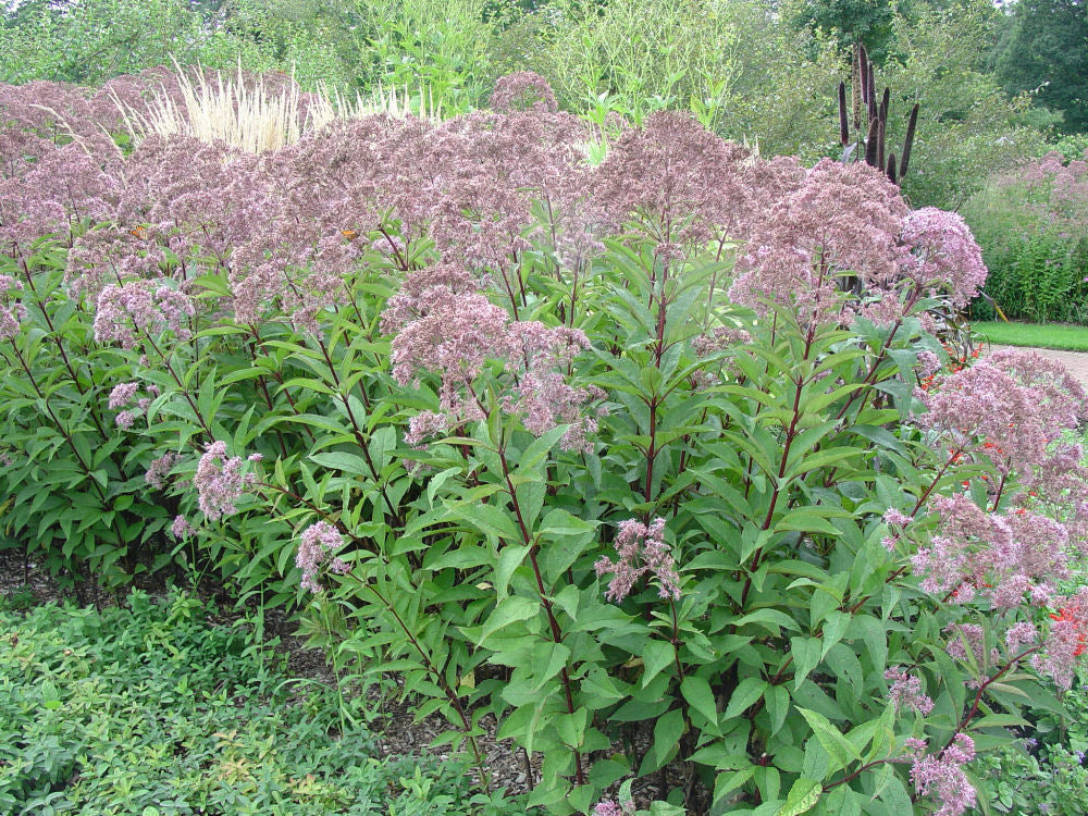 Gateway Joe-Pye Weed (Eupatorium maculatum 'Gateway') - 2 gallon -Ship Only