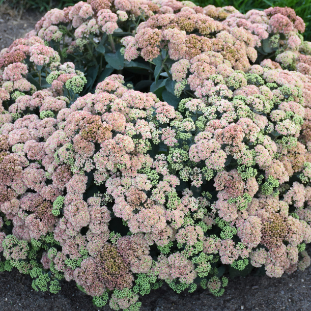 Rock 'N Grow® 'Coraljade' Stonecrop (Sedum coraljade) - 1 gallon -Ship Only