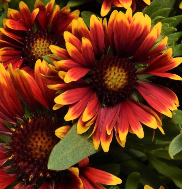 Gaillardia Spintop Orange Halo Blanket Flower (Gaillardia spintop 'Orange Halo') - 1 gallon -Ship Only
