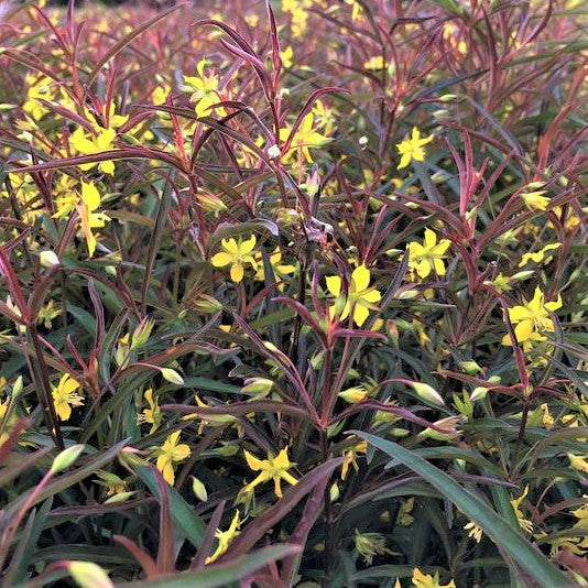Purple-Flowered Loosestrife (Lysimachia L 'Burundy Mist') - 1 gallon -Ship Only