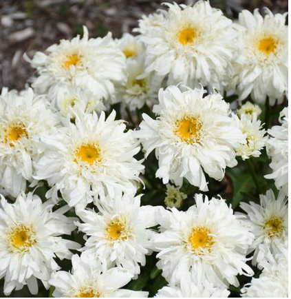 Amazing Daisies® 'Marshmallow' Shasta Daisy (Leucanthemum marshmallow) - 1 gallon -Ship Only