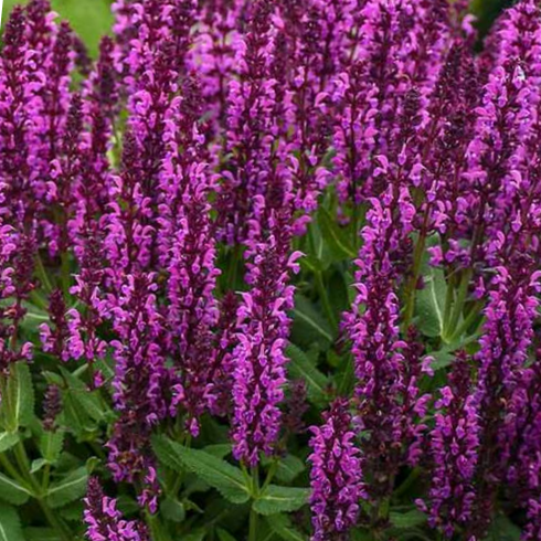 Bumbleberry Garden Sage (Salvia bumbleberry) - 1 gallon -Ship Only