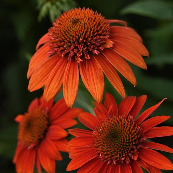Echinacea Sombrero® Fiesta Orange (Echinacea x hybrida 'Balsomstor') - half gallon -Ship Only