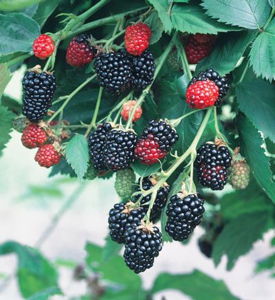 Natchez Blackberry (Rubus natchez) - 1 gallon 12" -Ship Only