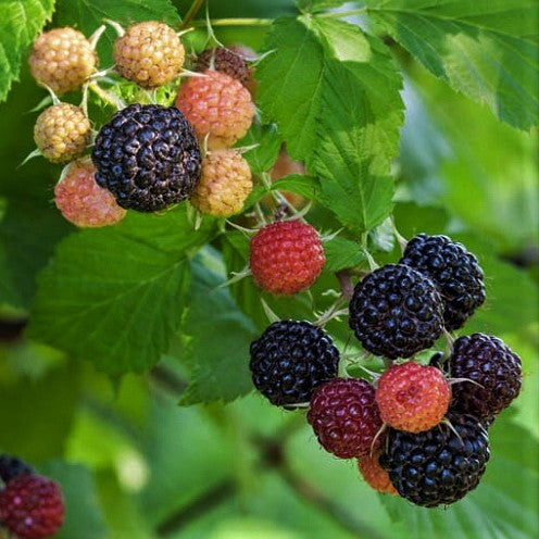 Jewel Black Raspberry (Rubus jewel) - 1 gallon 12" -Ship Only