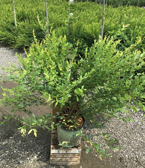 Candy Girl Bush Clover (Lespedeza candy 'Girl') - 3 gallon 15" -Ship Only