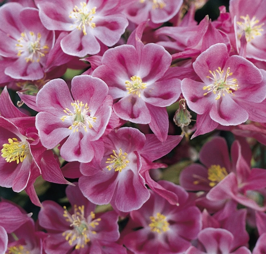 Winky Rose-Rose Columbine (Aquilegia 'Winky Rose-Rose') - 1 gallon -Ship Only