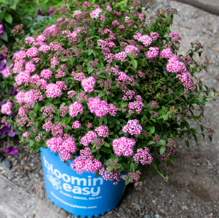 Poprocks® Petite Spirea (Spiraea poprocks 'Petite') - 2 gallon -Ship Only