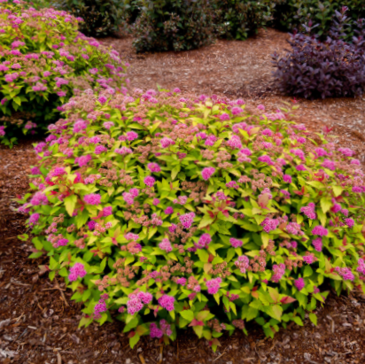 Rainbow Fizz™ Spirea (Spiraea JAP 'Rainbow Fizz') - 2 gallon -Ship Only