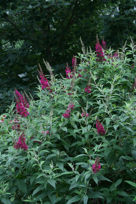 Funky Fuschia™ Butterfly Bush (Buddleia funky 'Fuchsia') - 2 gallon -Ship Only
