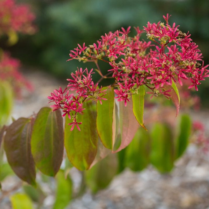 Tianshan® Seven-Son Flower (Heptacodium tianshan) - 3 gallon -Ship Only
