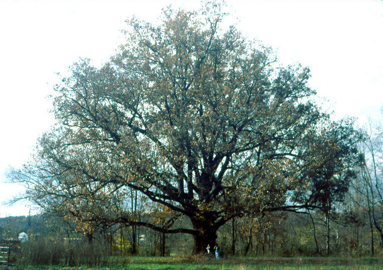 White Oak (Quercus alba) - 3 gallon -Ship Only