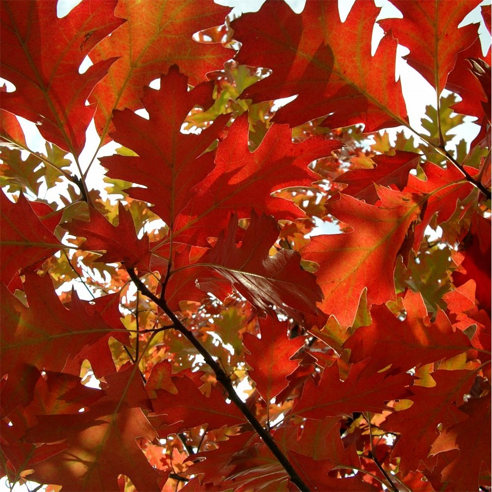Red Oak (Quercus rubra 'Rubrum') - 3 gallon -Ship Only