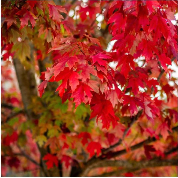 Red Maple (Acer rubrum) - 3 gallon -Ship Only