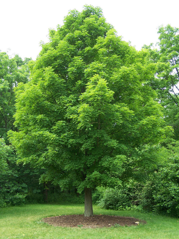 Sugar Maple (Acer saccharum) - 3 gallon -Ship Only