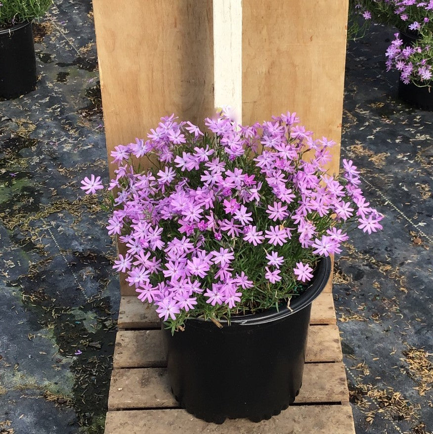 Bedazzled Lavender Hybrid Spring Phlox (Phlox subulata 'Bedazzled Lavender') - 1 gallon -Ship Only