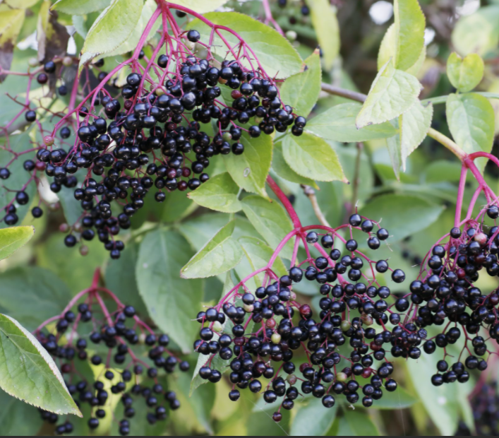 Adams Elderberry (Sambucus canadensis 'Adams') - 3 gallon -Ship Only