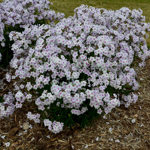 'Opening Act Pink-a-Dot' Hybrid Phlox (Phlox paniculata 'Opening Act Pink A Dot') - 1 gallon -Ship Only