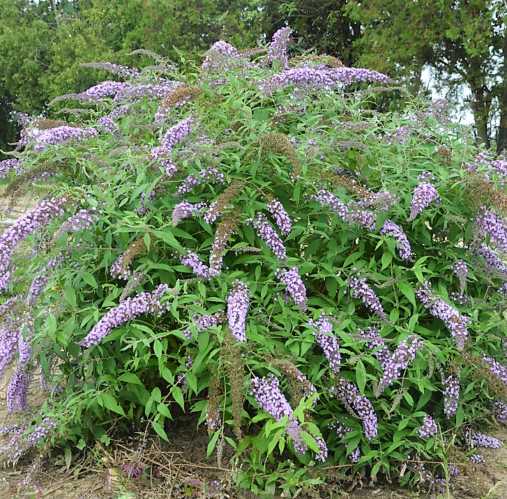 Lavender Cascade Butterfly Bush (Buddleia 'Lavender Cascades') - 3 gallon -Ship Only