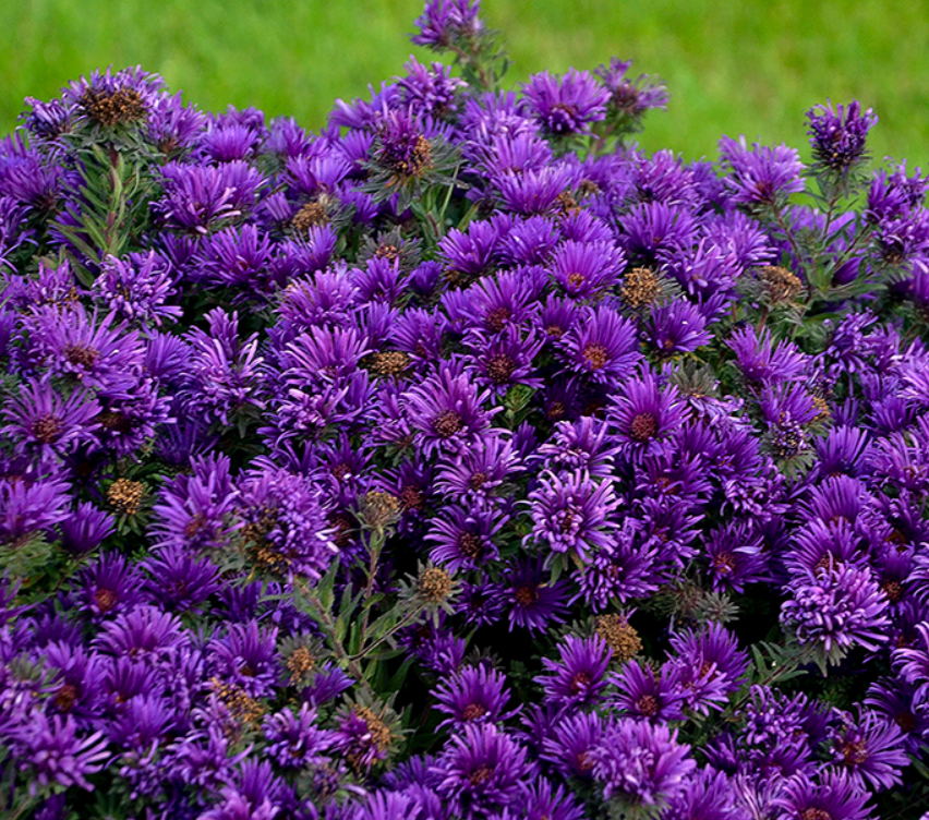 Grape Crush New England Aster (Aster grape 'Crush') - 1 gallon -Ship Only