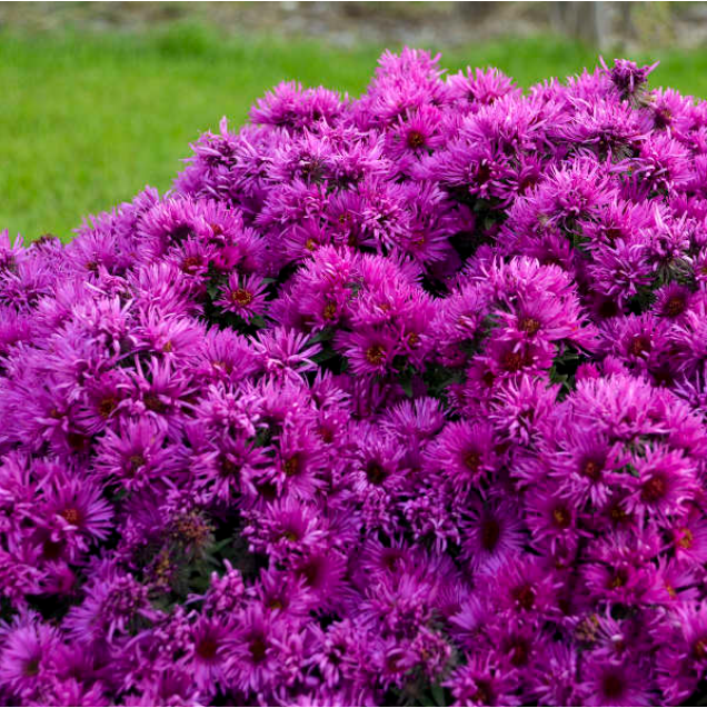 Pink Crush New England Aster (Aster 'Pink Crush') - 1 gallon -Ship Only