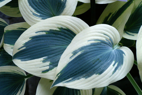 Blue Ivory Plaintain Lily (Hosta blue 'Ivory') - 1 gallon -Ship Only