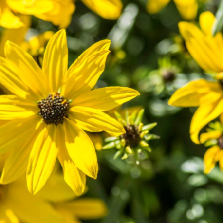 Willowleaf Sunflower (Helianthus 'Autumn Gold') - 1 gallon -Ship Only
