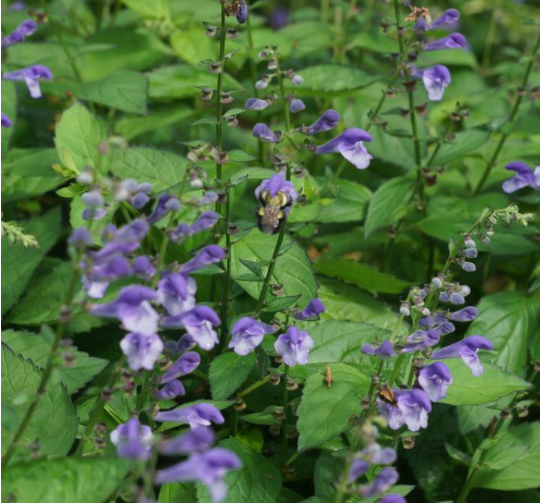 Appalachian Blues Skullcap (Scutellaria appalachian 'Blues 19Cm Ptw') - G1AB -Ship Only