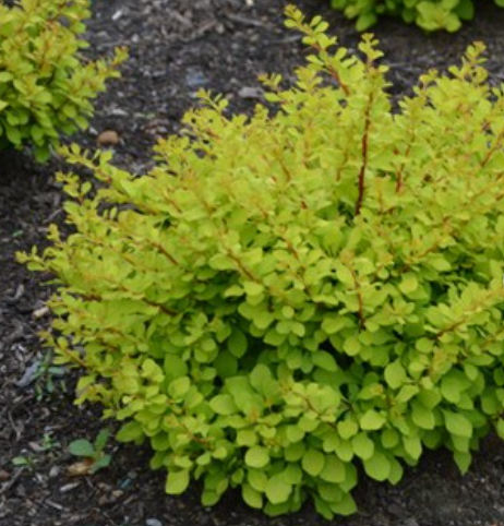 WorryFree® Lemon Glow® Barberry (Berberis thunbergii 'Lemon Glow') - 2 gallon 10" -Ship Only