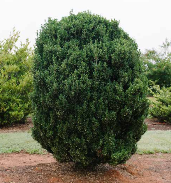 Chubby Hubby™ Japanese Holly (Ilex crenata 'Chubby Hubby') - 3 gallon -Ship Only