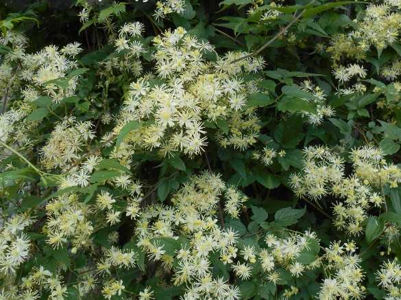 Virgin's Bower Clematis (Clematis virginiana) - 1 gallon -Ship Only