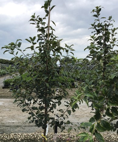 Honeycrisp Apple (Malus 'Fruit Honeycrisp') - 2 gallon 36" -Ship Only
