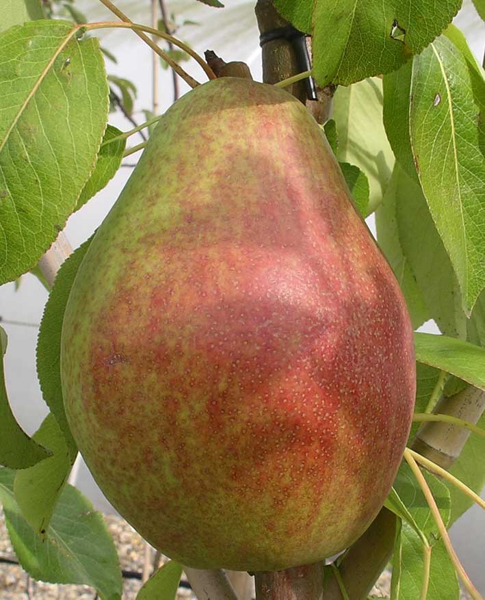 Clapp's Favorite Pear (Pyrus 'Fruit Clapp's Favorite') - 2 gallon 36" -Ship Only