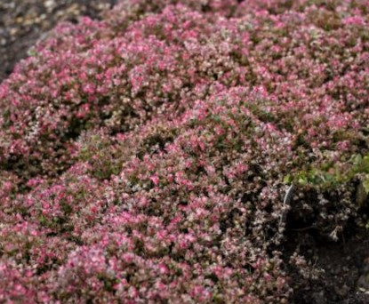 Steel the Show Stonecrop (Sedum steel 'The Show') - 1 gallon -Ship Only