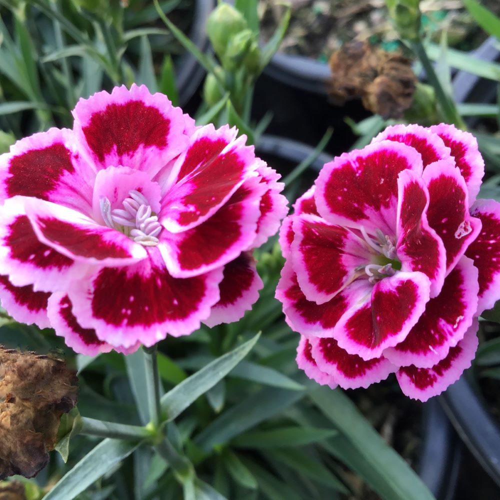 Dianthus Purple Bicolor Pinks (Dianthus delilah 'Purple Bicolor') - 1 gallon -Ship Only