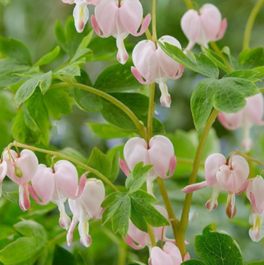 Pale Pink Bleeding Heart (Dicentra spectabilis 'Cupid') - 1 gallon -Ship Only