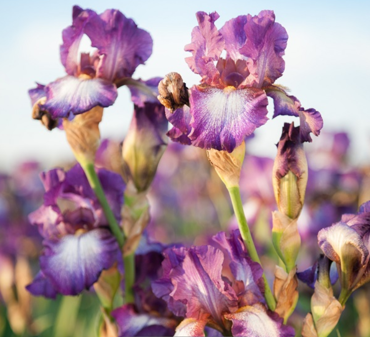 Iris Wine Festival (Iris germanica 'Wine Festival') - 1 gallon -Ship Only