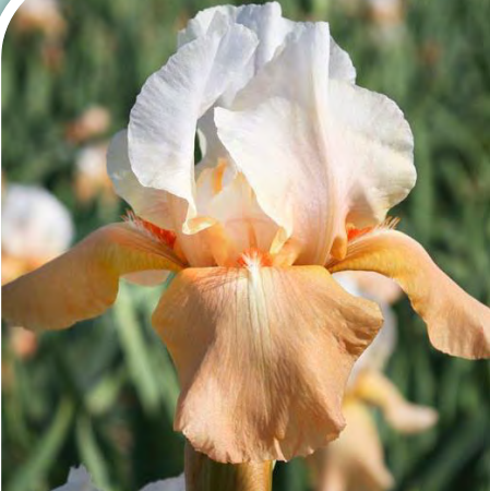 Invitation Bearded Iris (Iris germanica 'Invitation') - 1 gallon -Ship Only