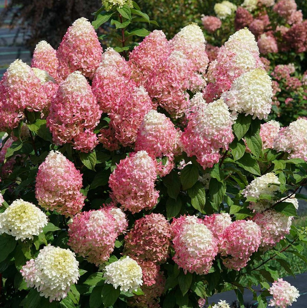 Quick Fire Fab® Panicle Hydrangea (Hydrangea 'P Quick Fire Fab') - 1 gallon -Ship Only