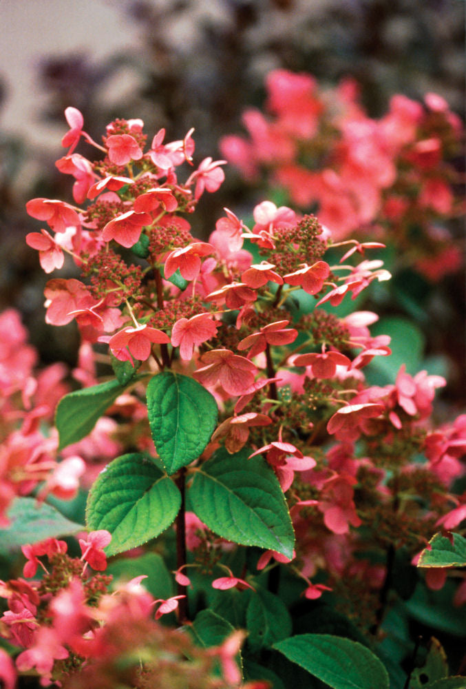 Quick Fire® Panicle Hydrangea (Hydrangea paniculata 'Bulk') - 1 gallon -Ship Only