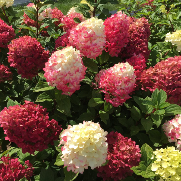 Little Lime Punch® Panicle Hydrangea (Hydrangea 'P Little Lime Punch') - 1 gallon -Ship Only