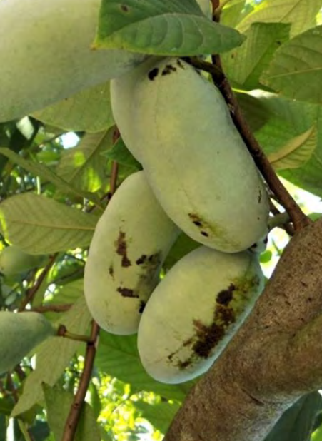 Pawpaw (Asimina triloba) - 3 gallon -Ship Only