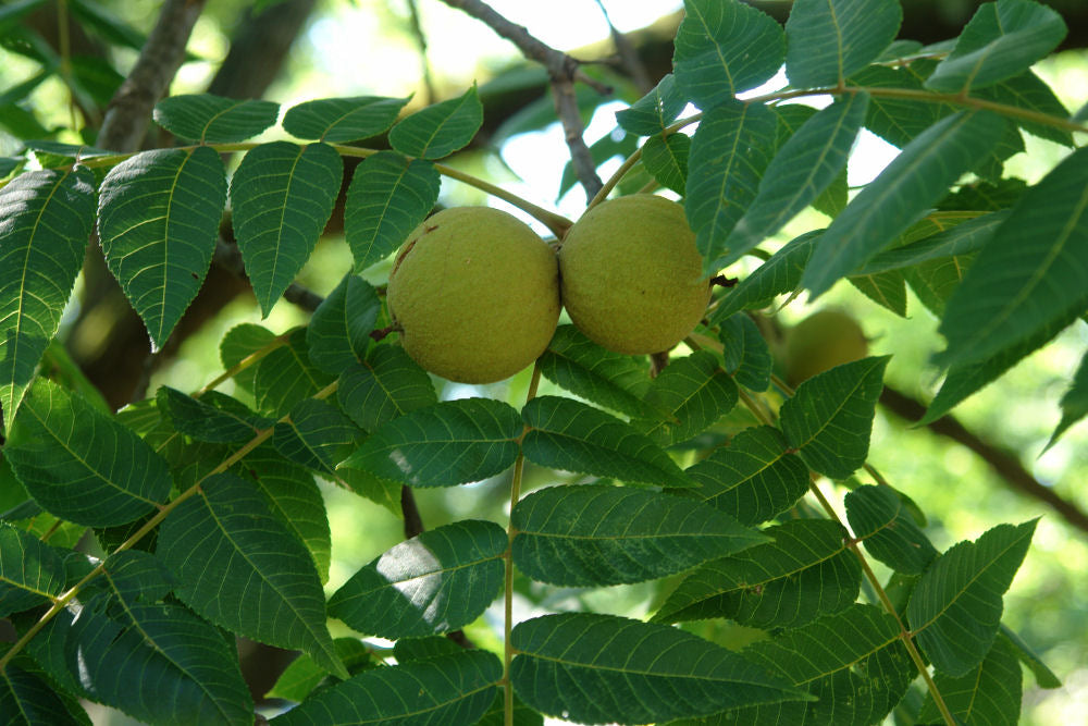 Black Walnut (Juglans nigra) - 3 gallon 2' WHIP -Ship Only