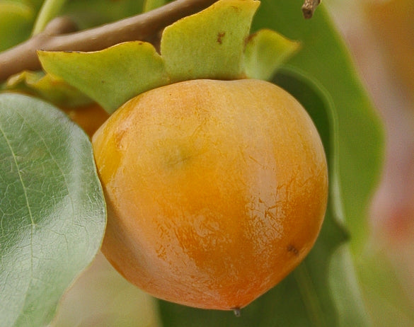 American Persimmon (Diospyros virginiana) - 3 gallon -Ship Only