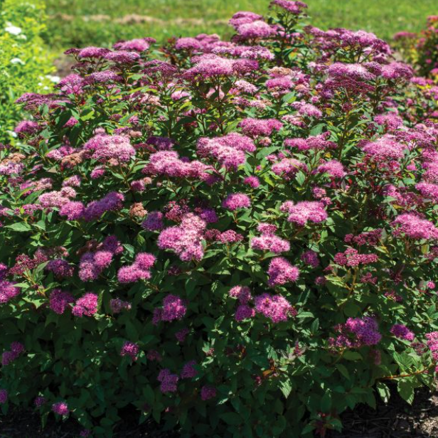 Empire® Ice Dragon™ Spiraea (Spiraea empire 'Ice Dragon') - 2 gallon 12" -Ship Only