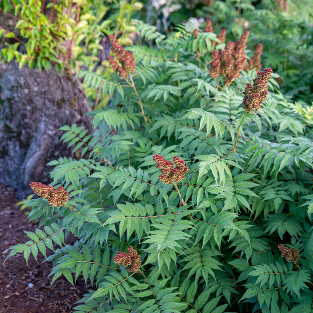 Cherry On Top® Sorbaria (Sorbaria 'Cherry On Top') - 2 gallon -Ship Only