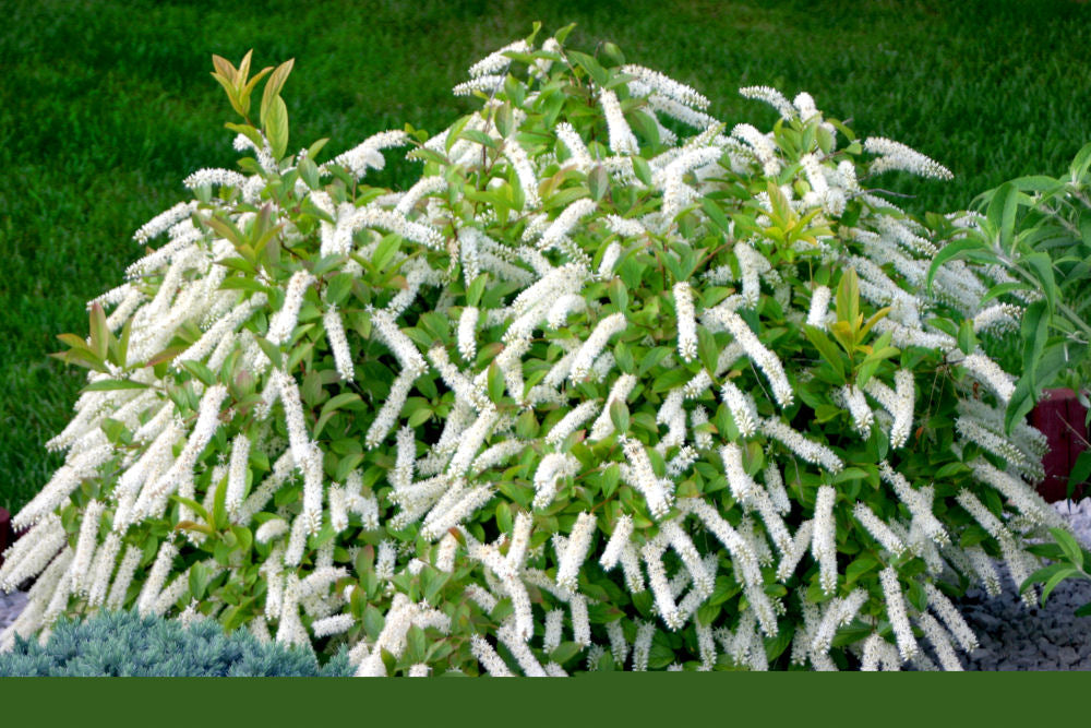 Little Henry® Sweetspire (Itea virginica 'Sprich') - 1 gallon -Ship Only