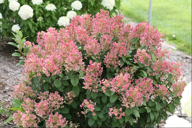 Little Quick Fire® Panicle Hydrangea (Hydrangea pan ‘Little Quick Fire') - 1 gallon -Ship Only
