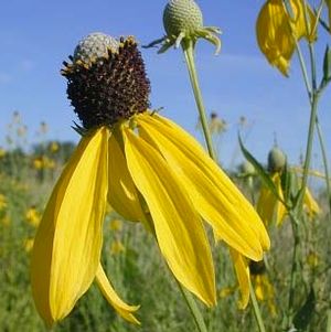 Prairie Coneflower (Ratibida pinnata) - 1 gallon -Ship Only